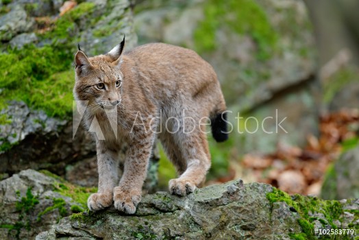 Picture of Walking eurasian wild cat Lynx on green moss stone in green forest in background